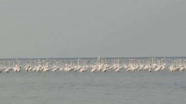 India News |  Odisha Bihanga Utsav 2026 Underway to Celebrate Migratory Birds at Chilika Lake