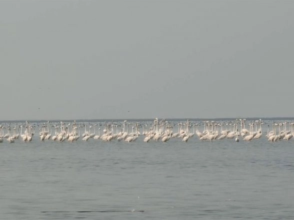India News |  Odisha Bihanga Utsav 2026 Underway to Celebrate Migratory Birds at Chilika Lake