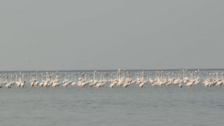India News |  Odisha Bihanga Utsav 2026 Underway to Celebrate Migratory Birds at Chilika Lake
