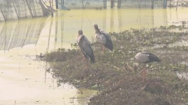 India News | Odisha: Migratory Birds Arrive at Chilika Lake as Temperature Drops