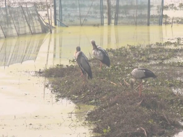 India News | Odisha: Migratory Birds Arrive at Chilika Lake as Temperature Drops