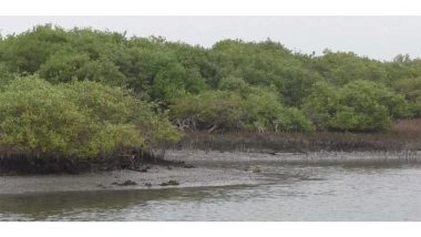 India News | Tamil Nadu: Thoothukudi Forest Department Continues Mangrove Restoration, Expansion Efforts