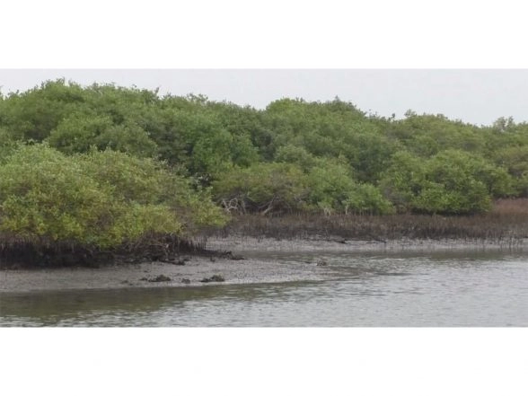 India News | Tamil Nadu: Thoothukudi Forest Department Continues Mangrove Restoration, Expansion Efforts