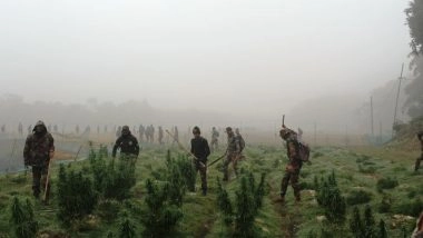 India News | Assam Rifles Destroys 200 Acres of Ganja Fields Worth ₹36 Crore in South Tripura