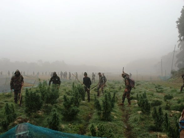 India News | Assam Rifles Destroys 200 Acres of Ganja Fields Worth ₹36 Crore in South Tripura