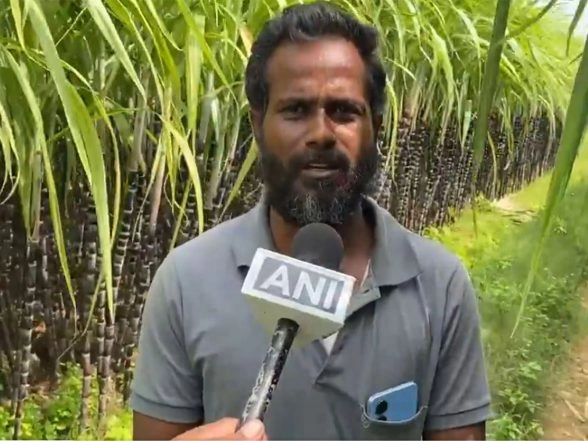 India News | Tamil Nadu: Bumper Sugarcane Harvest Brings Cheer to Farmers in Trichy Ahead of Pongal