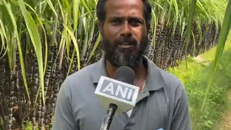India News | Tamil Nadu: Bumper Sugarcane Harvest Brings Cheer to Farmers in Trichy Ahead of Pongal