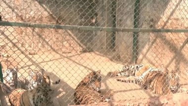 India News | Jaipur: Special Arrangements Made at Nahargarh Biological Park to Protect Wildlife from Cold Wave