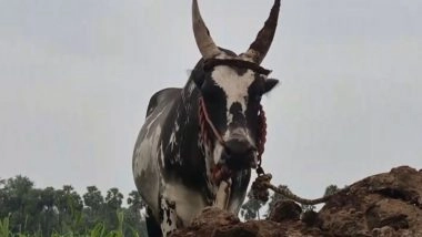 India News | Tamil Nadu: Bull Owners Intensify Training Ahead of Jallikattu in Sengurichi Village