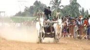 India News | Chikkaballapur Hosts Inter-State Bullock Cart Race as Part of Sankranti Celebrations in Karnataka