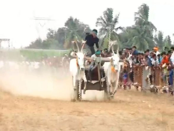 India News | Chikkaballapur Hosts Inter-State Bullock Cart Race as Part of Sankranti Celebrations in Karnataka