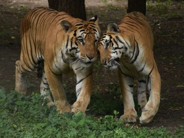 India News | Another Feather in India's Tiger Conservation Story, Under 5% Mortality Recorded in over 4 Years