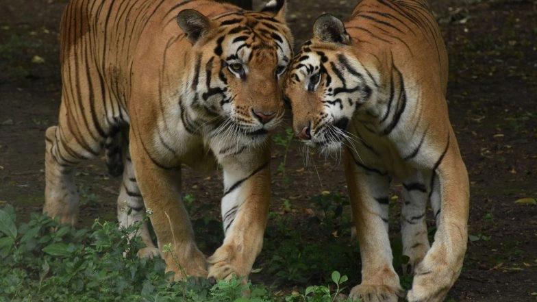 India News | Another Feather in India's Tiger Conservation Story, Under 5% Mortality Recorded in over 4 Years