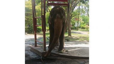 Business News | Sentient Animals Like Elephants Deserve More Respect, Says New Study by World Animal Protection