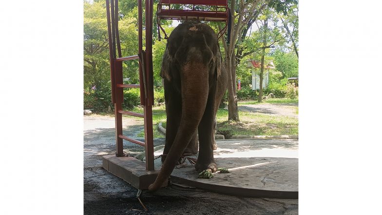 Business News | Sentient Animals Like Elephants Deserve More Respect, Says New Study by World Animal Protection
