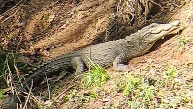 India News | Odisha's Similipal National Park Sees Crocodile Population Rise to 84 in Latest Census