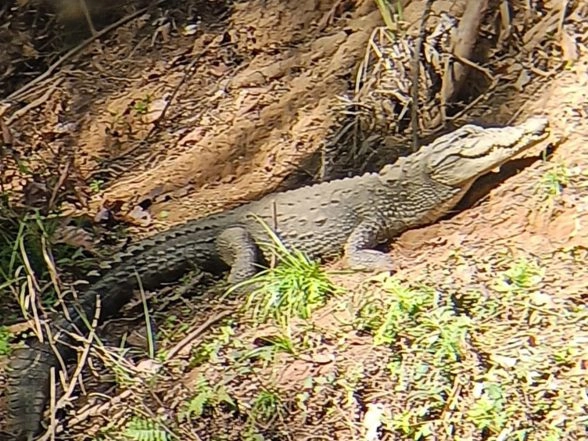 India News | Odisha's Similipal National Park Sees Crocodile Population Rise to 84 in Latest Census
