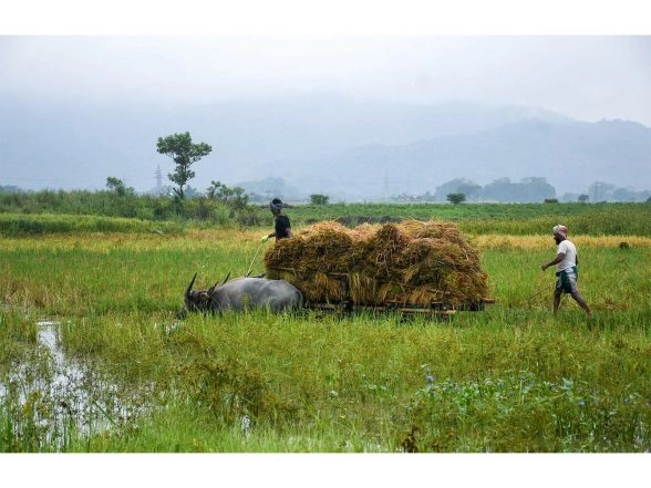 Business News | Rural Cultivation Incomes Under Pressure as Food Prices Decline: Report