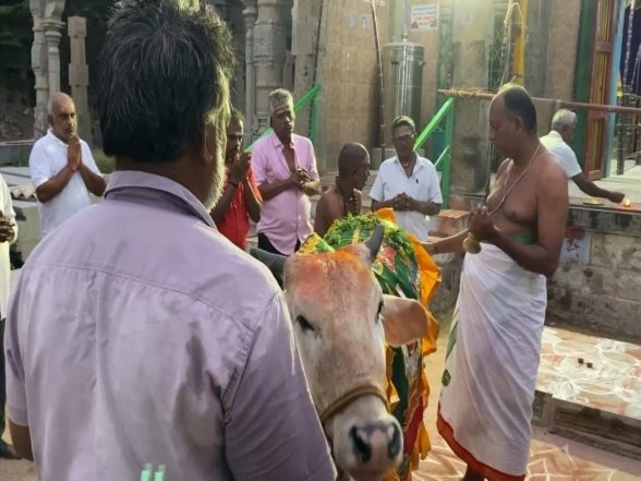 India News | Mattu Pongal Festival Celebrated Across Tamil Nadu