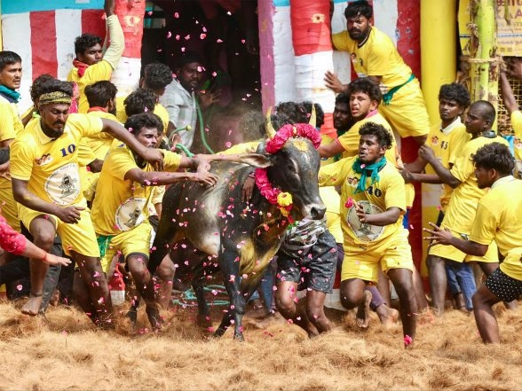 India News | Tamil Nadu CM Stalin to Witness Jallikattu Event in Madurai; Drone, UAV Ban Imposed