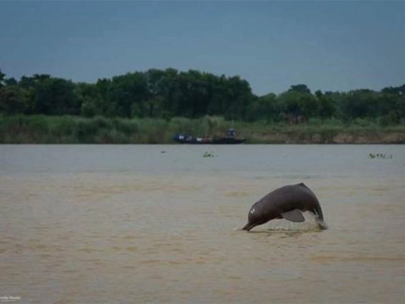 India News | Second Rangewide Estimation of Riverine and Estuarine Dolphins in India Starts from Bijnor