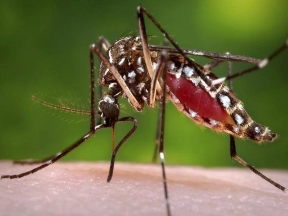 World News | Pak: Hospital Data Shows 103 Mosquito-borne Deaths in Sindh in 2025