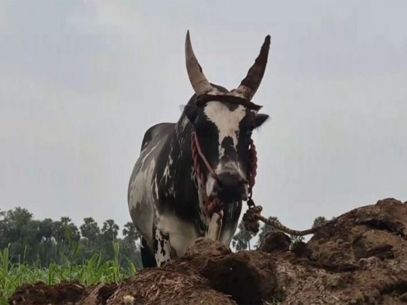 India News | Elderly Man Killed, 27 Injured During Bull Race at Pongal Festival in Tamil Nadu's Vellore