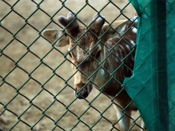 India News | Davanagere: Four Spotted Deer Die at Indira Priyadarshini Mini Zoo; Facility Closed for Public Viewing Until Further Orders