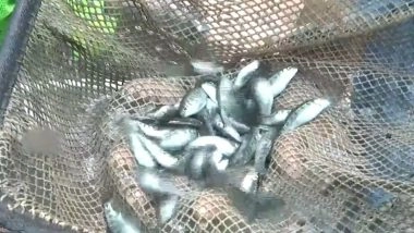 India News | JK: Unemployed Youth Starts Trout Fish Farming in the Cold Water Areas of Rajouri Under PMMSY