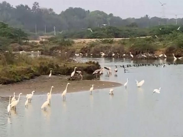 India News | Tamil Nadu: Water Birds Flock to Rain-filled Salt Pans in Thoothukudi Harbour Beach