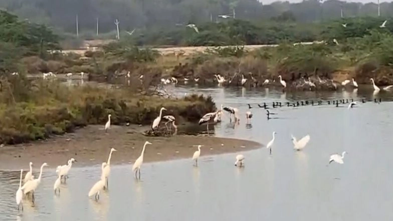 India News | Tamil Nadu: Water Birds Flock to Rain-filled Salt Pans in Thoothukudi Harbour Beach