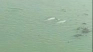 India News | Dolphin Census Begins in Chilika Lake After Sightings Across Lagoon
