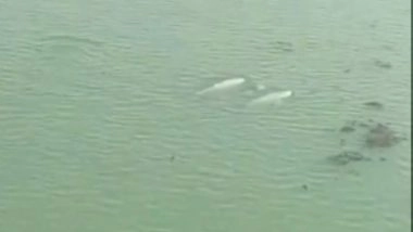 India News | Dolphin Census Begins in Chilika Lake After Sightings Across Lagoon