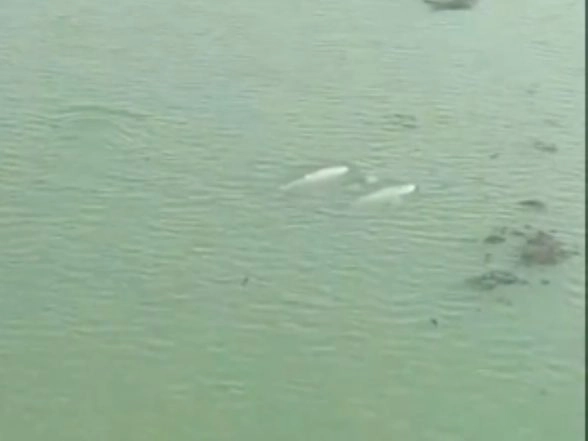 India News | Dolphin Census Begins in Chilika Lake After Sightings Across Lagoon