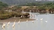 India News | Asian Waterbird Census: Nearly 12,645 Birds Spotted in Odisha's Chandaka Wildlife Sanctuary