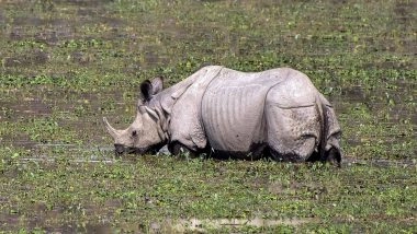 India News | Assam: Forest Staff Rescued Stranded Rhino Calf at Burapahar Range of   Kaziranga National Park & Tiger Reserve