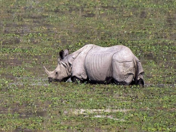 India News | Assam: Forest Staff Rescued Stranded Rhino Calf at Burapahar Range of   Kaziranga National Park & Tiger Reserve