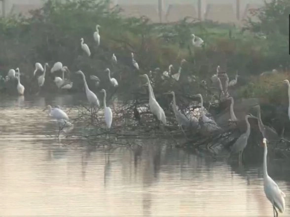 India News | Tamil Nadu: Waterbird Population Census Begins in Thoothukudi