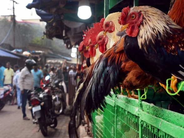 India News | Odisha: Koraput District Administration Orders Ban on Sale of Meat on Republic Day