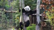 World News | Last Two Pandas in Japan to Return to China Amid Strained Bilateral Ties