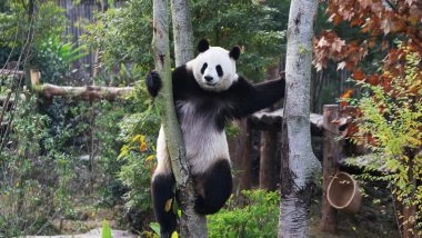 World News | Last Two Pandas in Japan to Return to China Amid Strained Bilateral Ties