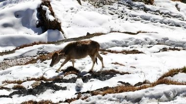 India News | Himachal: IMD Issues Moderate Rain, Snowfall Alert for Several Districts