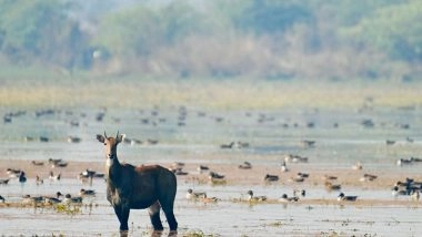 India News | PM Modi Congratulates Locals as Patna Bird Sanctuary, Chhari-Dhand Become Ramsar Sites