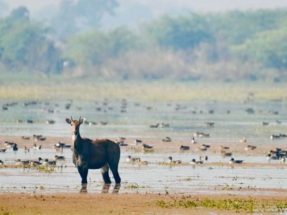 India News | PM Modi Congratulates Locals as Patna Bird Sanctuary, Chhari-Dhand Become Ramsar Sites