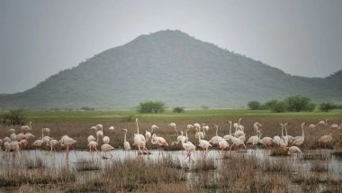 India News | Chhari-Dhandh Becomes Gujarat's Fifth and Kutch's First Ramsar Site