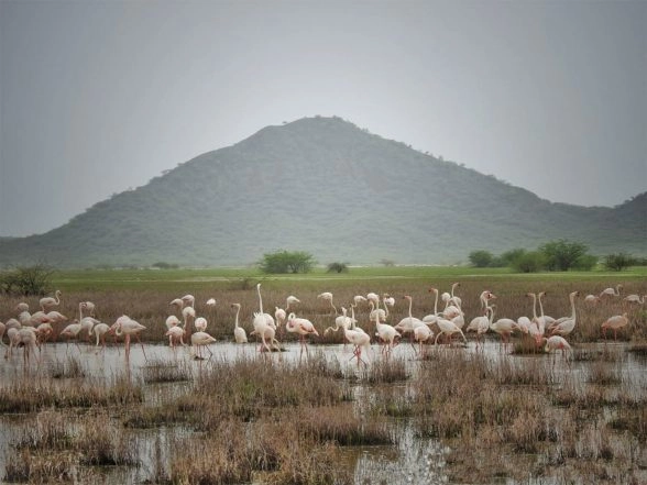 India News | Chhari-Dhandh Becomes Gujarat's Fifth and Kutch's First Ramsar Site