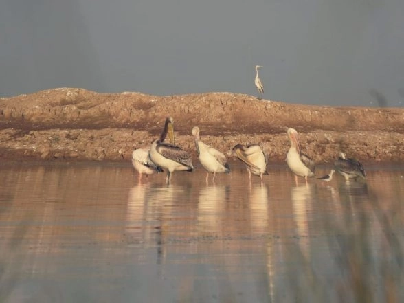 India News | Chhari-Dhandh Bird Sanctuary Added to Ramsar List, Gujarat's Total Reaches Five