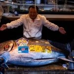 Japan: Sushi Chain Pays Record USD 3.2 Million for Bluefin Tuna at Tokyo’s New Year Auction