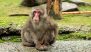 Illinois Woman Sentenced to 31 Months in Federal Prison for Monkey Torture Video Ring