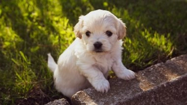 Mumbai Shocker: Man S*xually Assaults and Thrashes 2-Month-Old Puppy in Malad, Booked